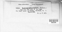 Hysterobrevium smilacis image